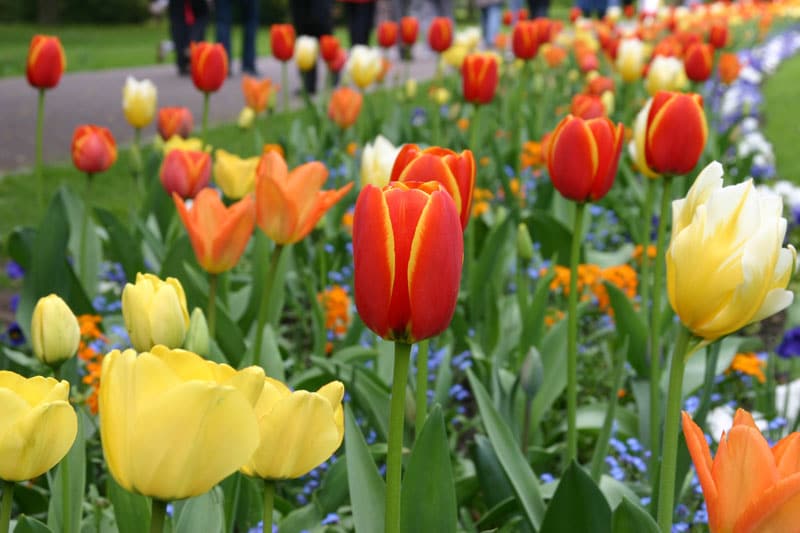 Blütenschau: Tulipan im Britzer Garten